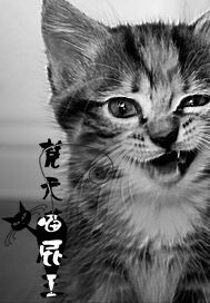 《梵天喵屁王》全集下载 《梵天喵屁王》全集下载